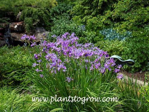 China Rose Bauble SIberian Iris